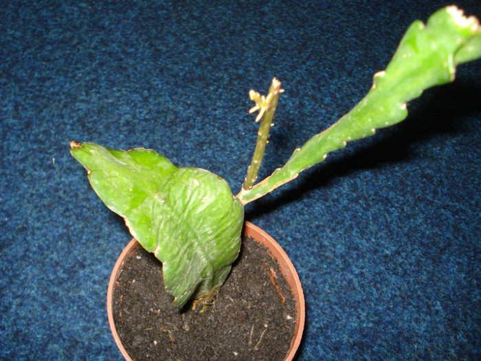 Epiphyllum,multumesc!