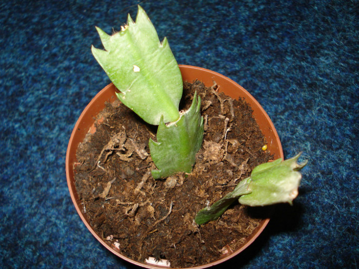 schlumbergera crem,multumesc!