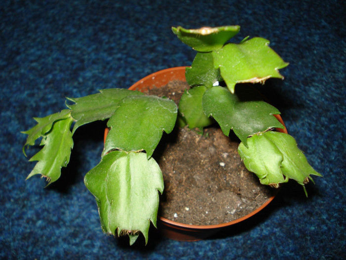 schlumbergera potocalie,multumesc