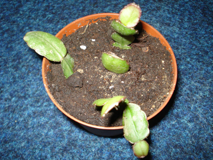 rhipsalidopsis rosu,multumesc!