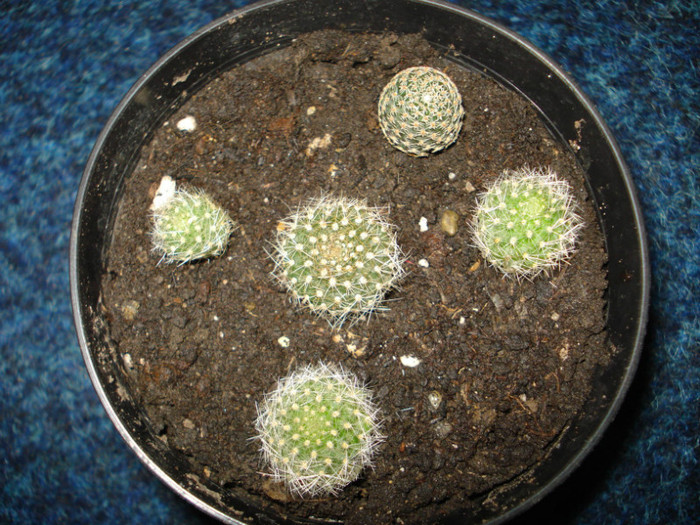 rebutia,multumesc!