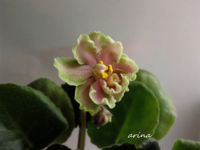 Photo6511 - 0 Violete africane noiembrie 2011