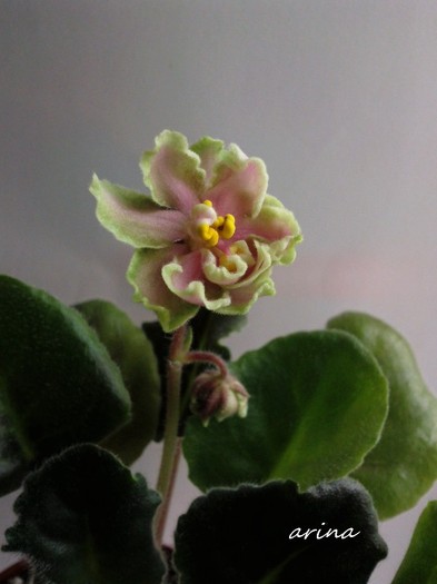 Photo6513 - 0 Violete africane noiembrie 2011