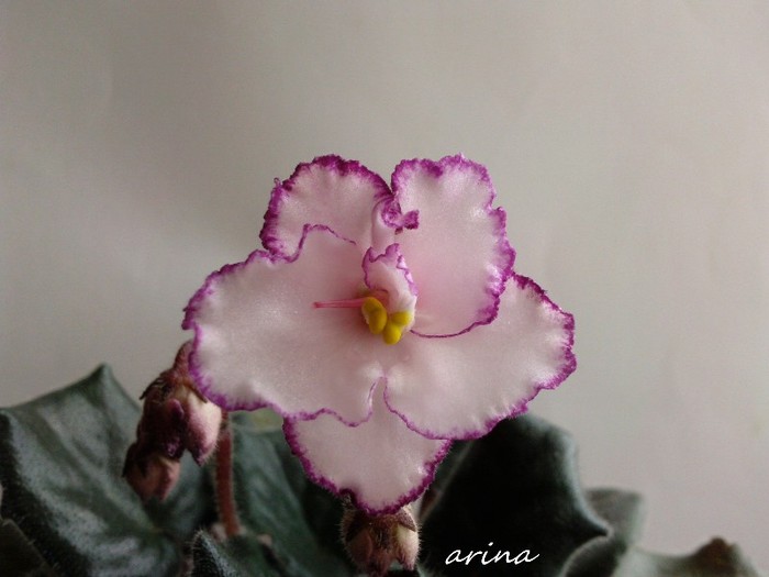 Photo6524 - 0 Violete africane noiembrie 2011