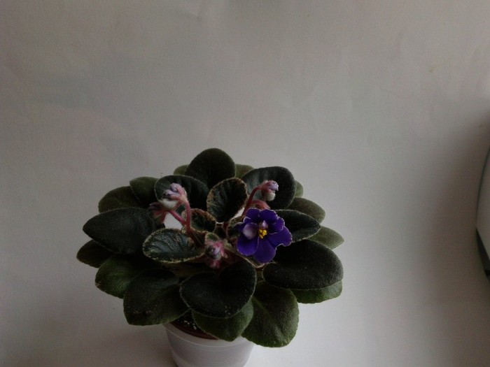 Photo6533 - 0 Violete africane noiembrie 2011