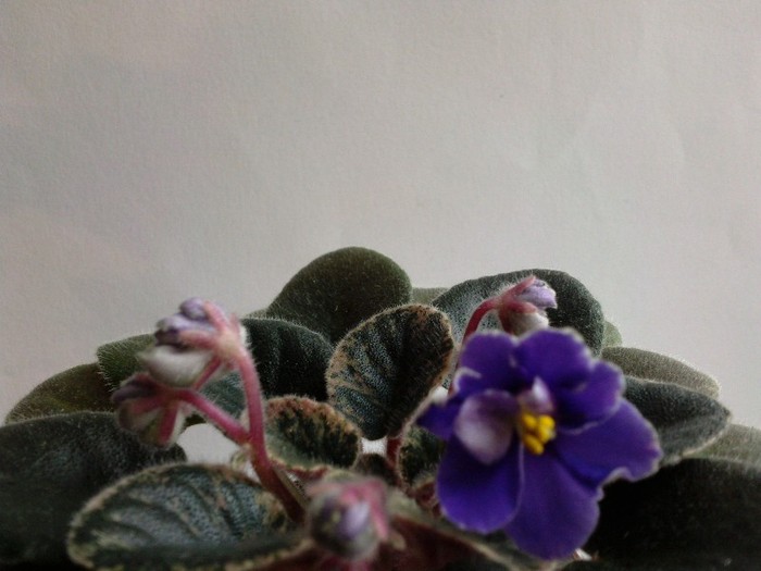 Photo6535 - 0 Violete africane noiembrie 2011