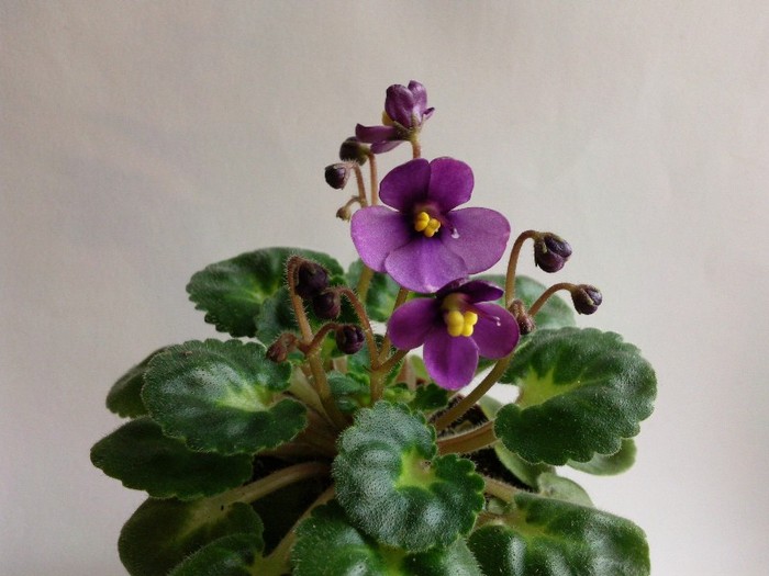 Photo6538 - 0 Violete africane noiembrie 2011