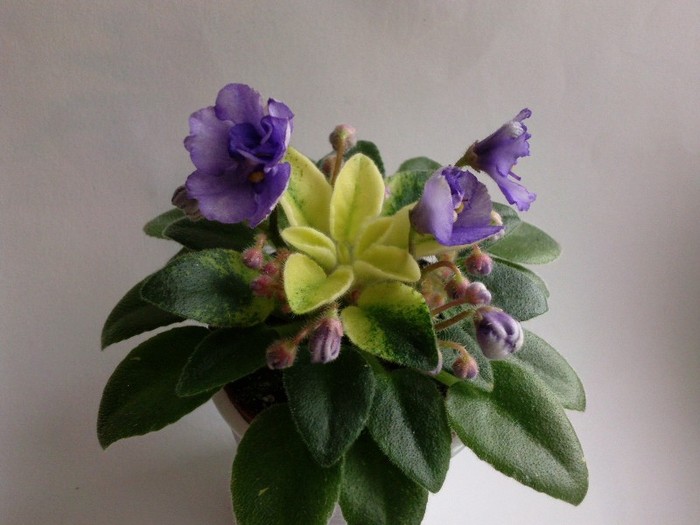 Photo6540 - 0 Violete africane noiembrie 2011