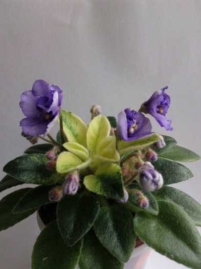 Photo6542 - 0 Violete africane noiembrie 2011