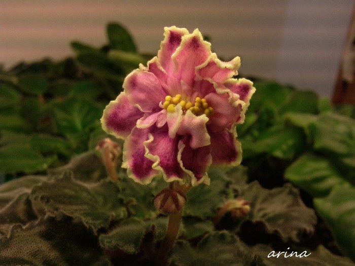 Photo6546 - 0 Violete africane noiembrie 2011