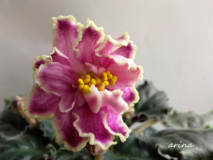 Photo6548 - 0 Violete africane noiembrie 2011