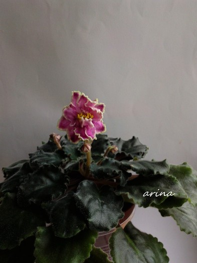 Photo6552 - 0 Violete africane noiembrie 2011