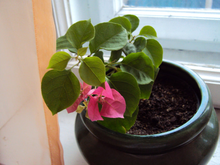 Multumesc, Tamara! - Bougainvillea