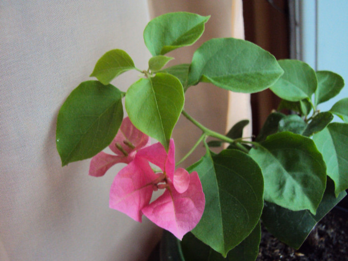 ...si e tare harnica - Bougainvillea