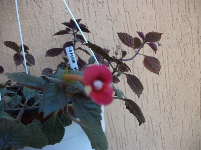 Femme Fatale - Achimenes 2011