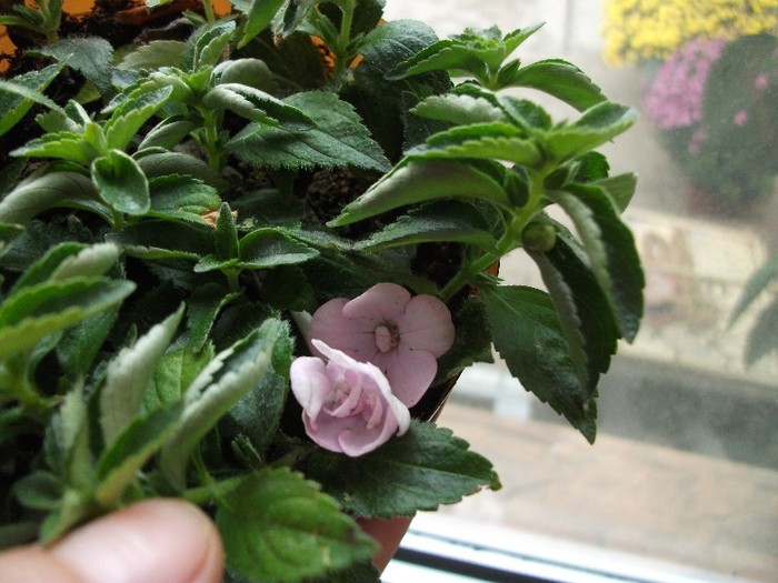 Double Pink Rose