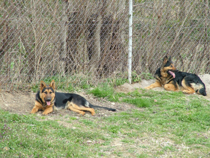 prietenul cel mai bun - paza