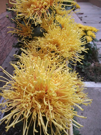 019 - Crizanteme tufanele 2011