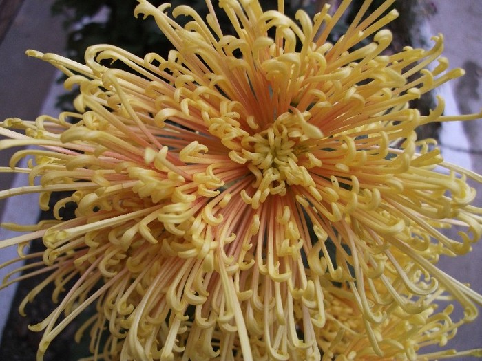 021 - Crizanteme tufanele 2011