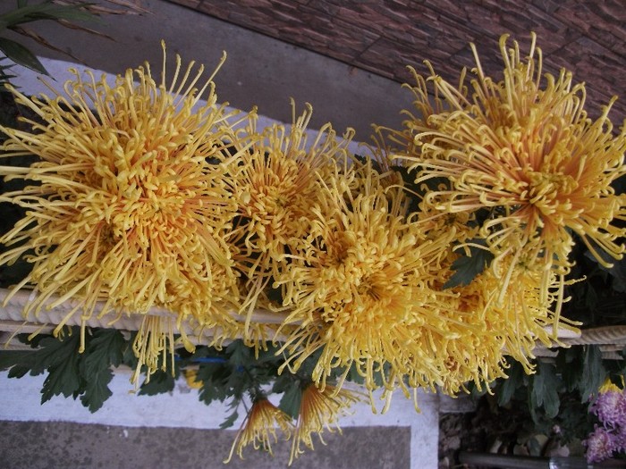 023 - Crizanteme tufanele 2011