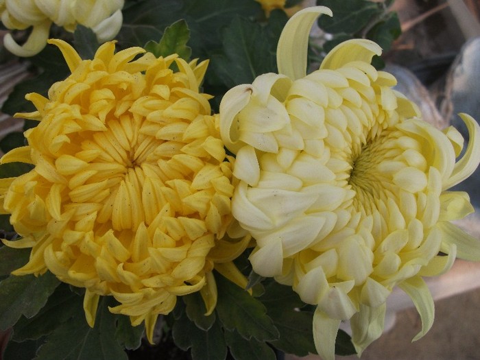 Olymp Yellow & Olymp Lemon - Crizanteme tufanele 2011