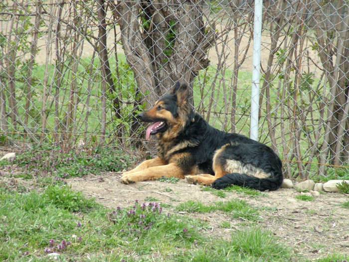 ciobanesc german femela - paza