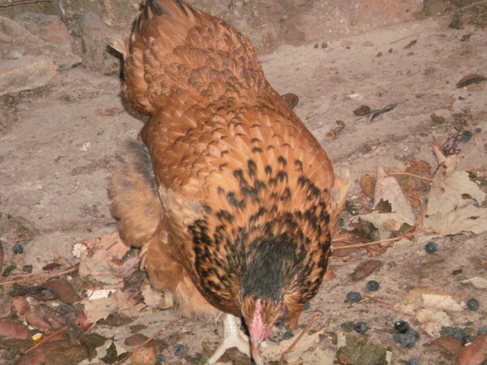 P9100381