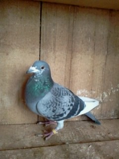 jesyca - PORUMBEI MEI