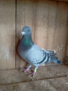 nutica - PORUMBEI MEI