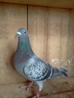 fortuna - PORUMBEI MEI