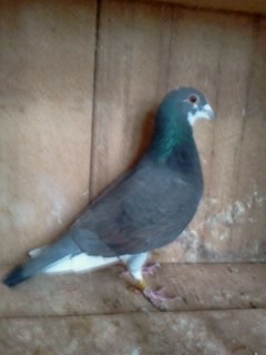 cassy - PORUMBEI MEI