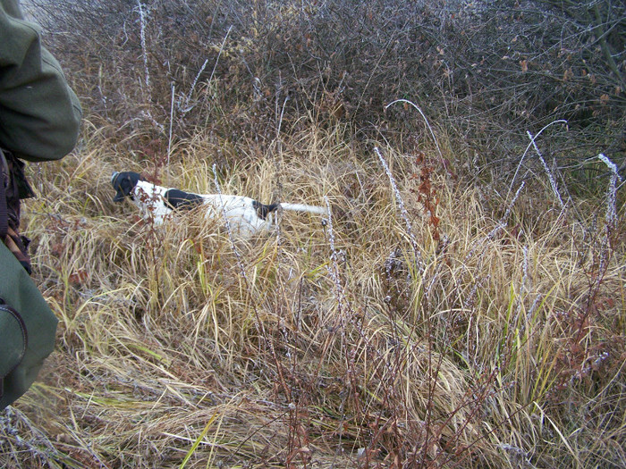 Blitz in aret - Caini 2011