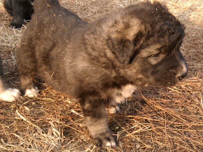 Fotografie0545 - 6 Catei ciobanesti Caucazieni