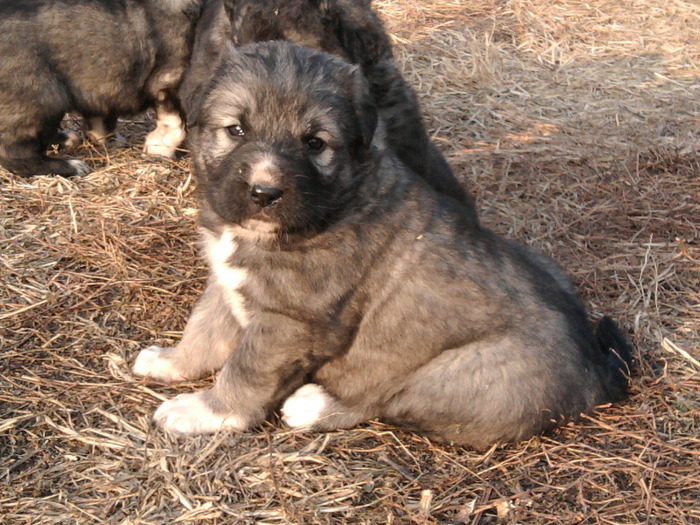 Fotografie0556 - 6 Catei ciobanesti Caucazieni