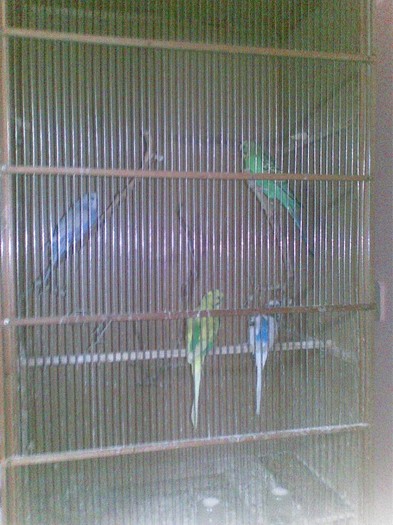 20112011(002) - papagali perusi-vinduti