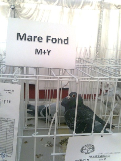 MARE FOND M+Y