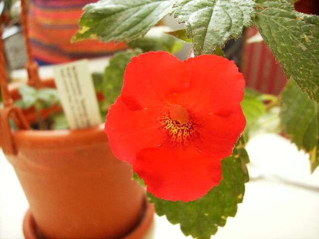 achimenes - flori de noiembrie 2011