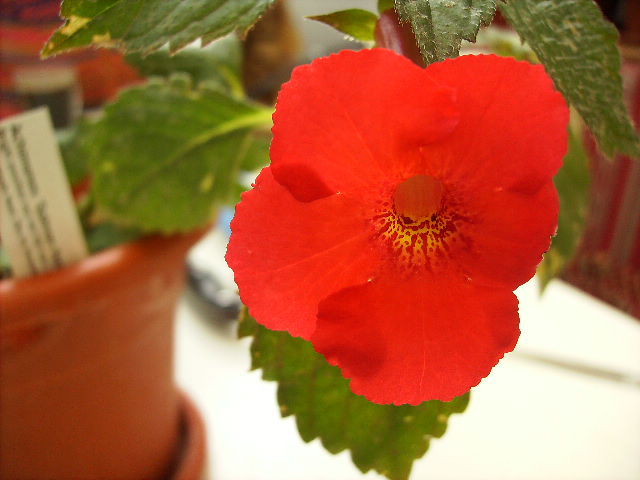 achimenes 2 - flori de noiembrie 2011