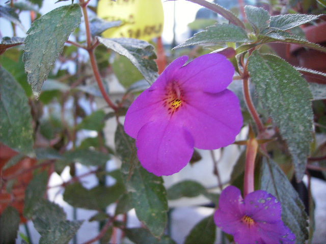 achimenes