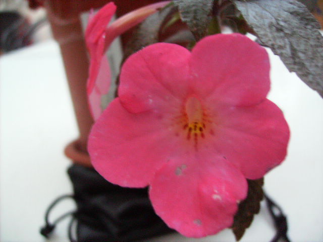 HPIM4820 - flori de noiembrie 2011