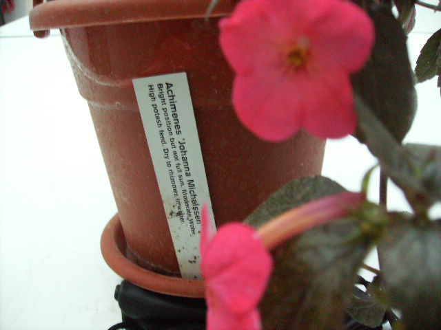 achimenes Johana Michelson - flori de noiembrie 2011
