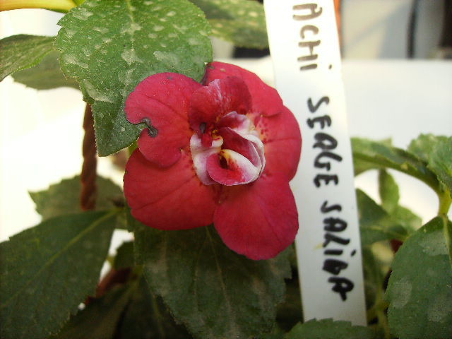 achimenes Serge Saliba 3 - flori de noiembrie 2011