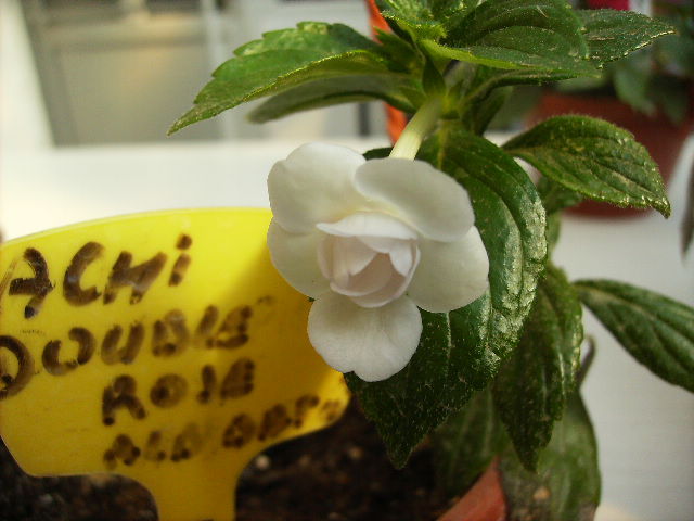 achimenes double rose-alb - flori de noiembrie 2011