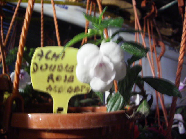achimenes double rose-alb 2 - flori de noiembrie 2011