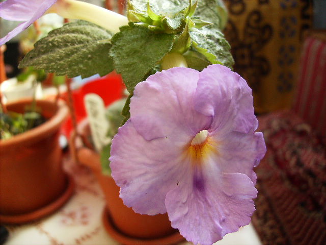 achimenes - flori de noiembrie 2011