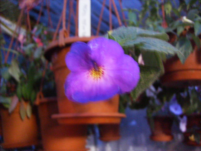 achimenes