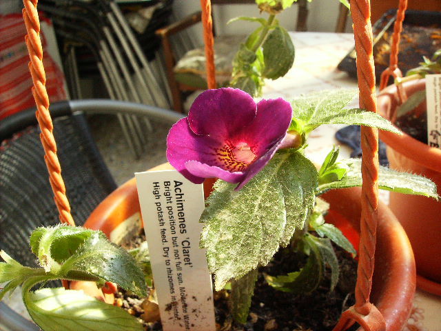 achimenes Claret - flori de noiembrie 2011