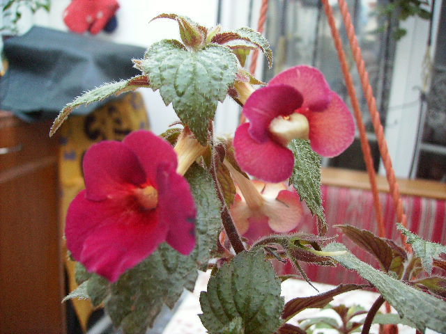 achimenes Famme fatale - flori de noiembrie 2011