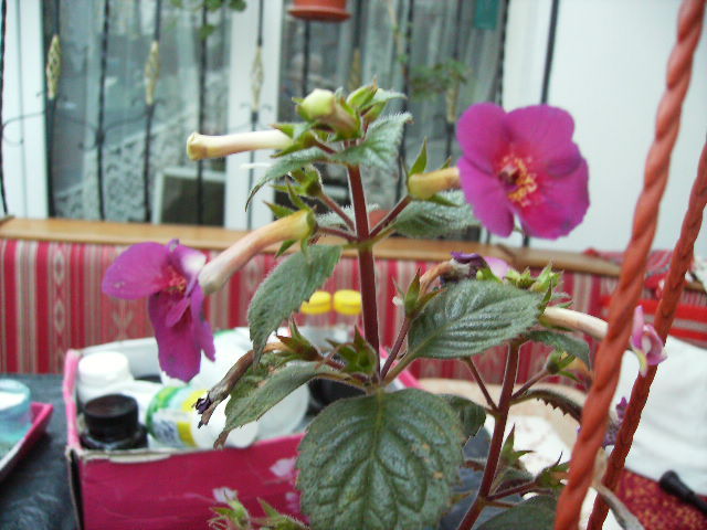 achimenes - flori de noiembrie 2011