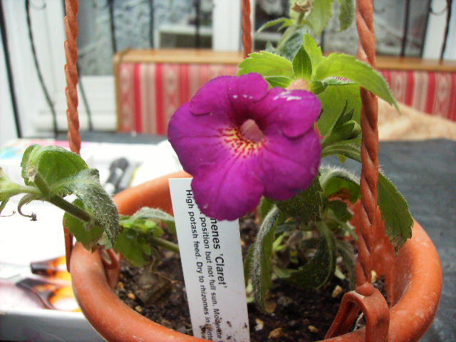 achimenes Claret 2 - flori de noiembrie 2011